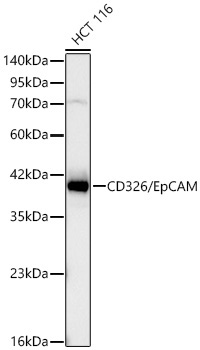 CD326/EpCAM Rabbit Monoclonal Antibody - Image 5