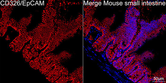 CD326/EpCAM Rabbit Monoclonal Antibody - Image 9