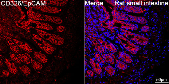 CD326/EpCAM Rabbit Monoclonal Antibody - Image 11