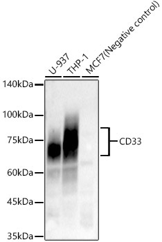 CD33 Rabbit Monoclonal Antibody