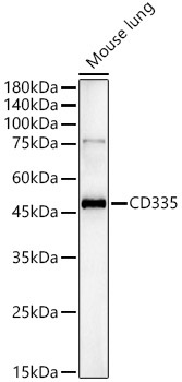 CD335 Rabbit Polyclonal Antibody