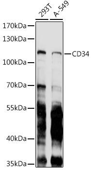 CD34 Mouse Monoclonal Antibody