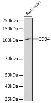 CD34 Rabbit Polyclonal Antibody