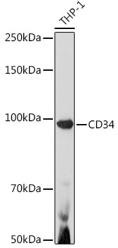 CD34 Rabbit Polyclonal Antibody