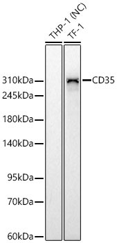 CD35 Rabbit Monoclonal Antibody