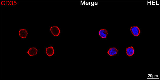 CD35 Rabbit Monoclonal Antibody - Image 4