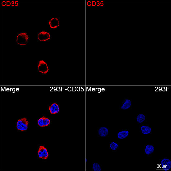 CD35 Rabbit Monoclonal Antibody - Image 5