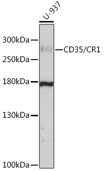CD35/CR1 Rabbit Polyclonal Antibody