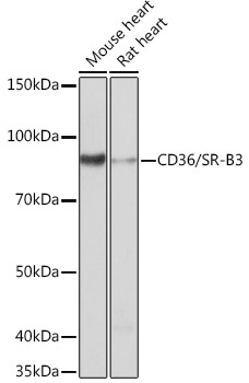 CD36/SR-B3 Rabbit Monoclonal Antibody