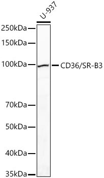 CD36/SR-B3 Rabbit Polyclonal Antibody