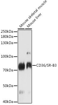 CD36/SR-B3 Rabbit Polyclonal Antibody