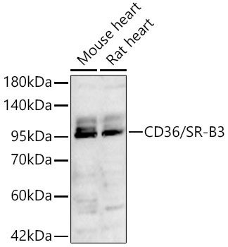 CD36/SR-B3 Rabbit Polyclonal Antibody