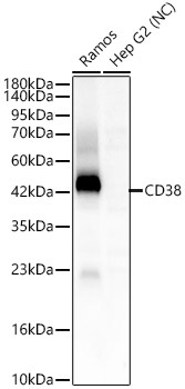 CD38 Rabbit Polyclonal Antibody