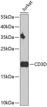 CD3D Rabbit Polyclonal Antibody
