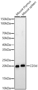 CD3d Rabbit Polyclonal Antibody