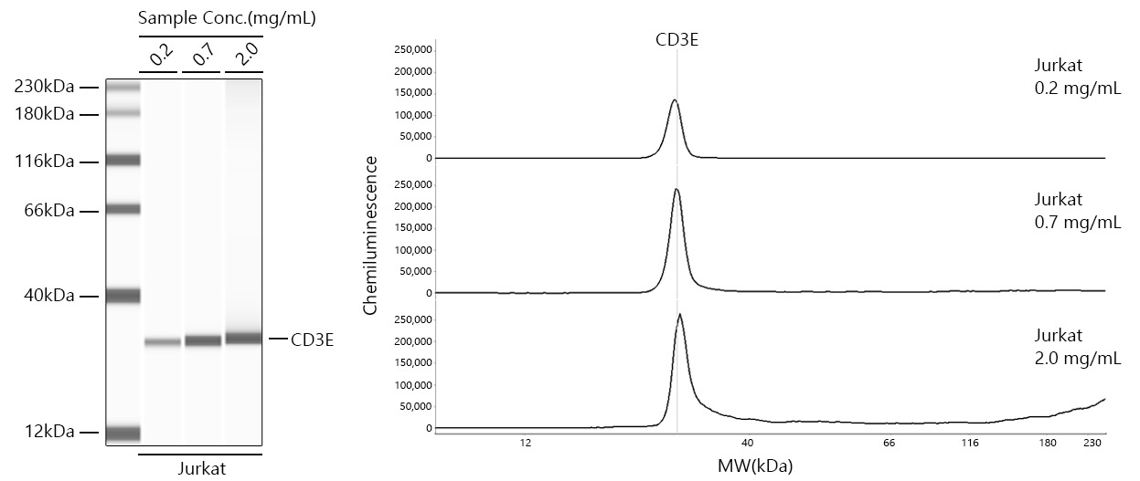CD3E Rabbit Monoclonal Antibody