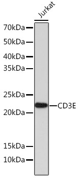 CD3E Rabbit Monoclonal Antibody