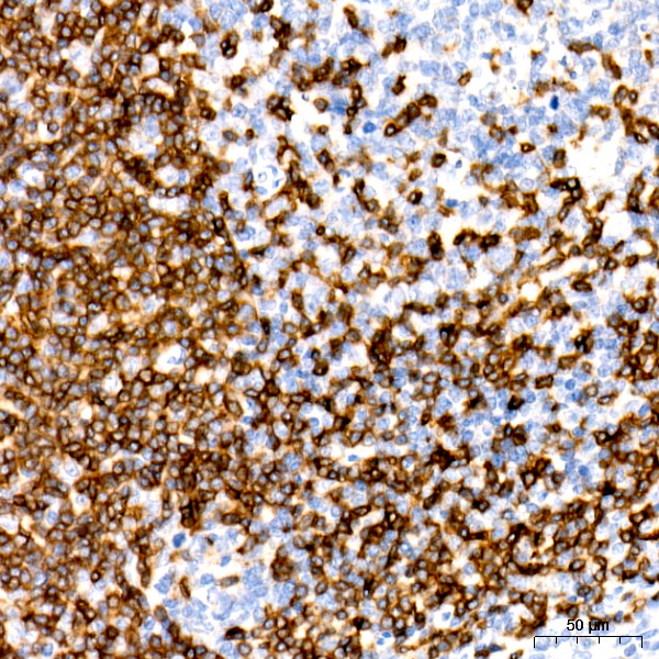 CD3E Rabbit Monoclonal Antibody - Image 4