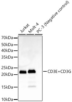 CD3E+CD3G Rabbit Monoclonal Antibody