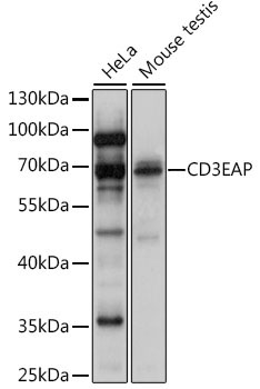 CD3EAP Rabbit Polyclonal Antibody