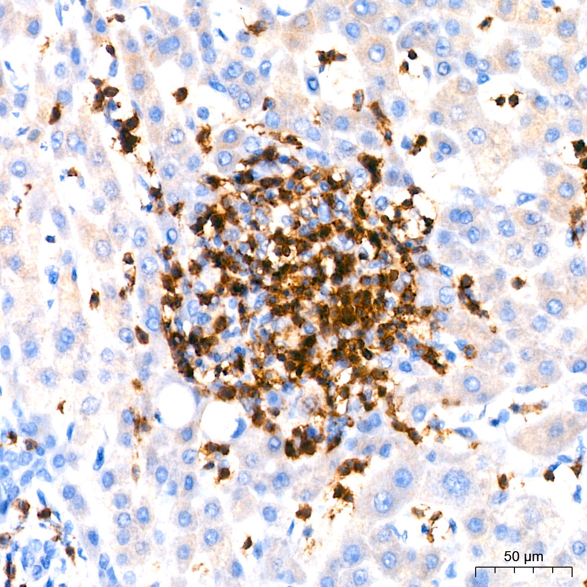 CD3G Rabbit Monoclonal Antibody - Image 6
