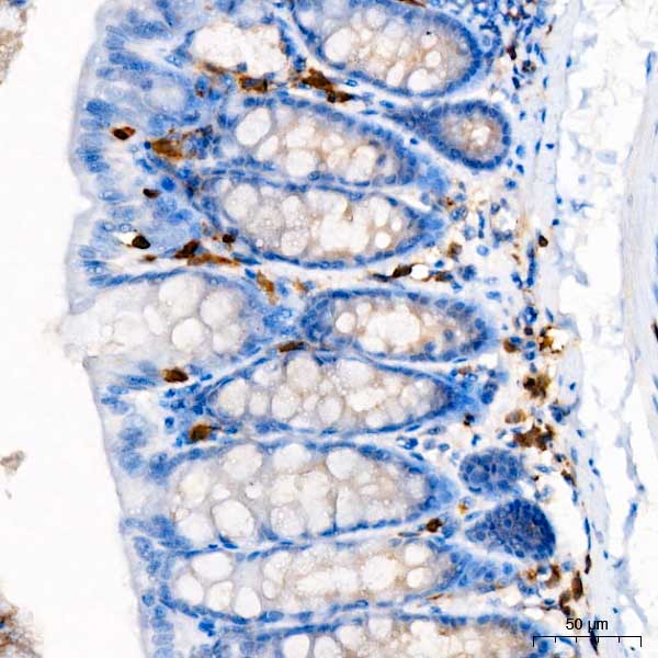 CD3G Rabbit Monoclonal Antibody - Image 9