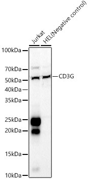 CD3G Rabbit Polyclonal Antibody