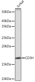 CD3H Rabbit Monoclonal Antibody