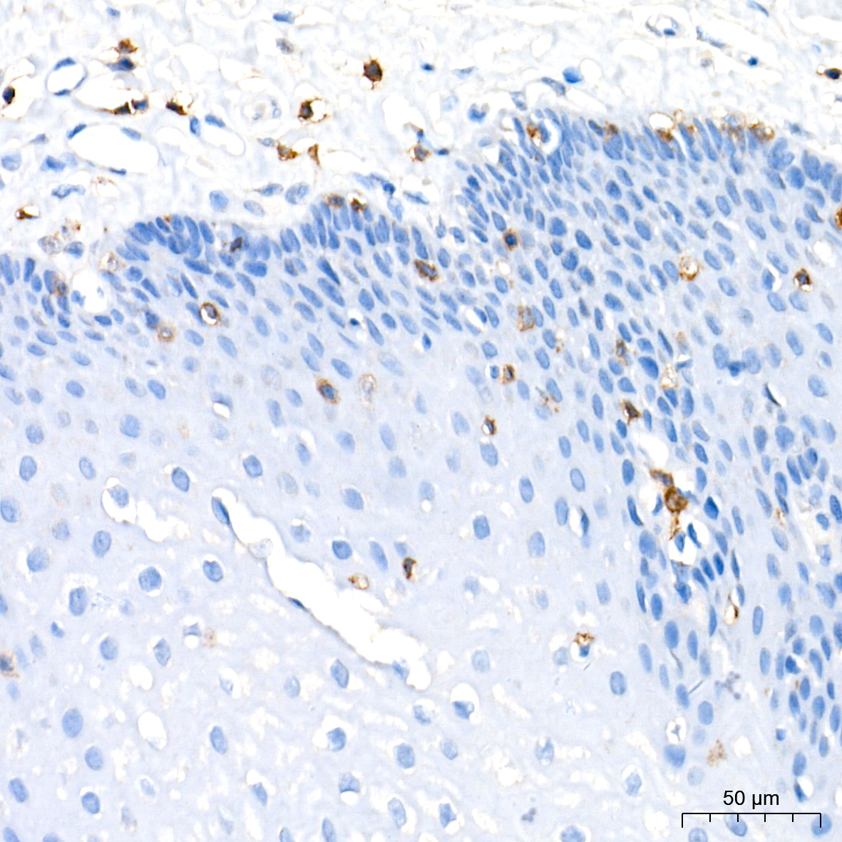 CD3H Rabbit Monoclonal Antibody - Image 3
