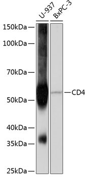 CD4 Rabbit Monoclonal Antibody