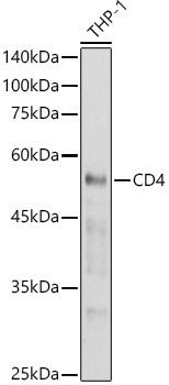 CD4 Rabbit Polyclonal Antibody