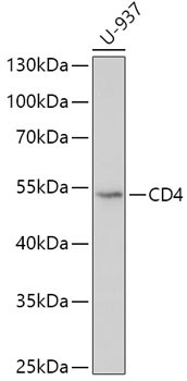 CD4 Rabbit Polyclonal Antibody