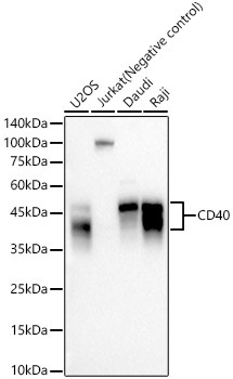 CD40 Rabbit Monoclonal Antibody