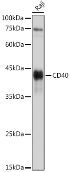 CD40 Rabbit Polyclonal Antibody