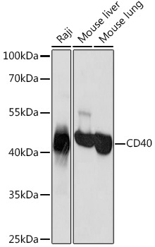 CD40 Rabbit Polyclonal Antibody