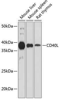 CD40L Rabbit Monoclonal Antibody