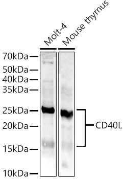 CD40L Rabbit Polyclonal Antibody