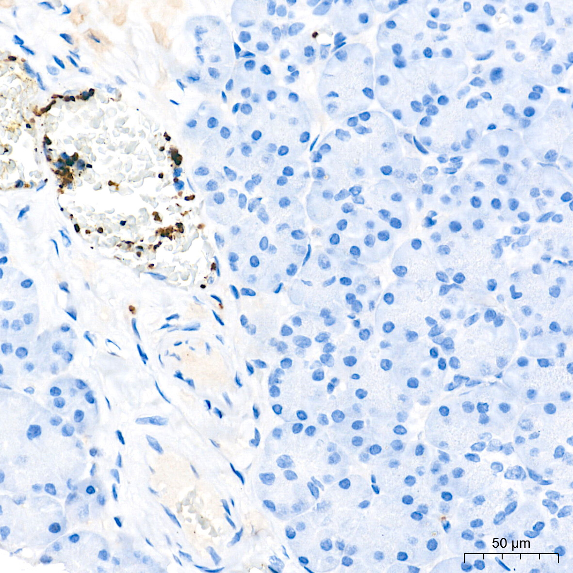 CD42b Rabbit Monoclonal Antibody - Image 2