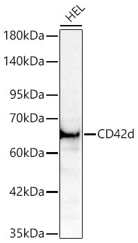 CD42d Rabbit Polyclonal Antibody