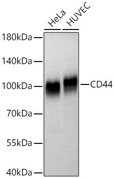 CD44 Rabbit Monoclonal Antibody