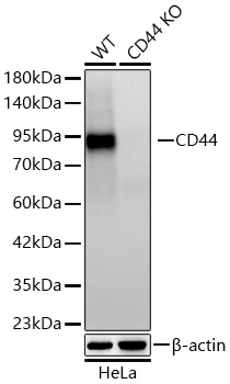 CD44 Rabbit Monoclonal Antibody - Image 2