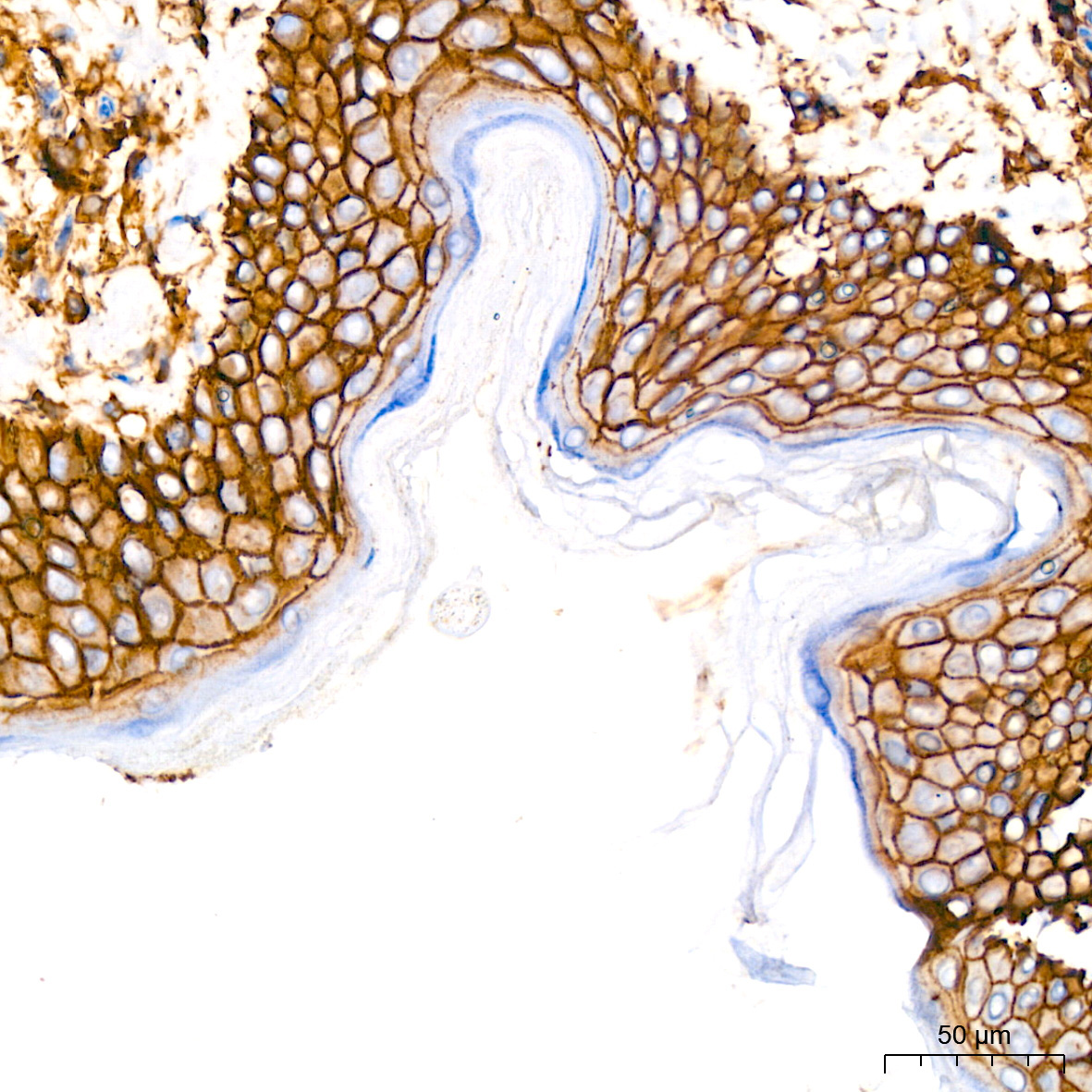 CD44 Rabbit Monoclonal Antibody - Image 4