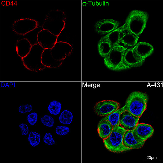 CD44 Rabbit Monoclonal Antibody - Image 5