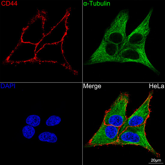 CD44 Rabbit Monoclonal Antibody - Image 6