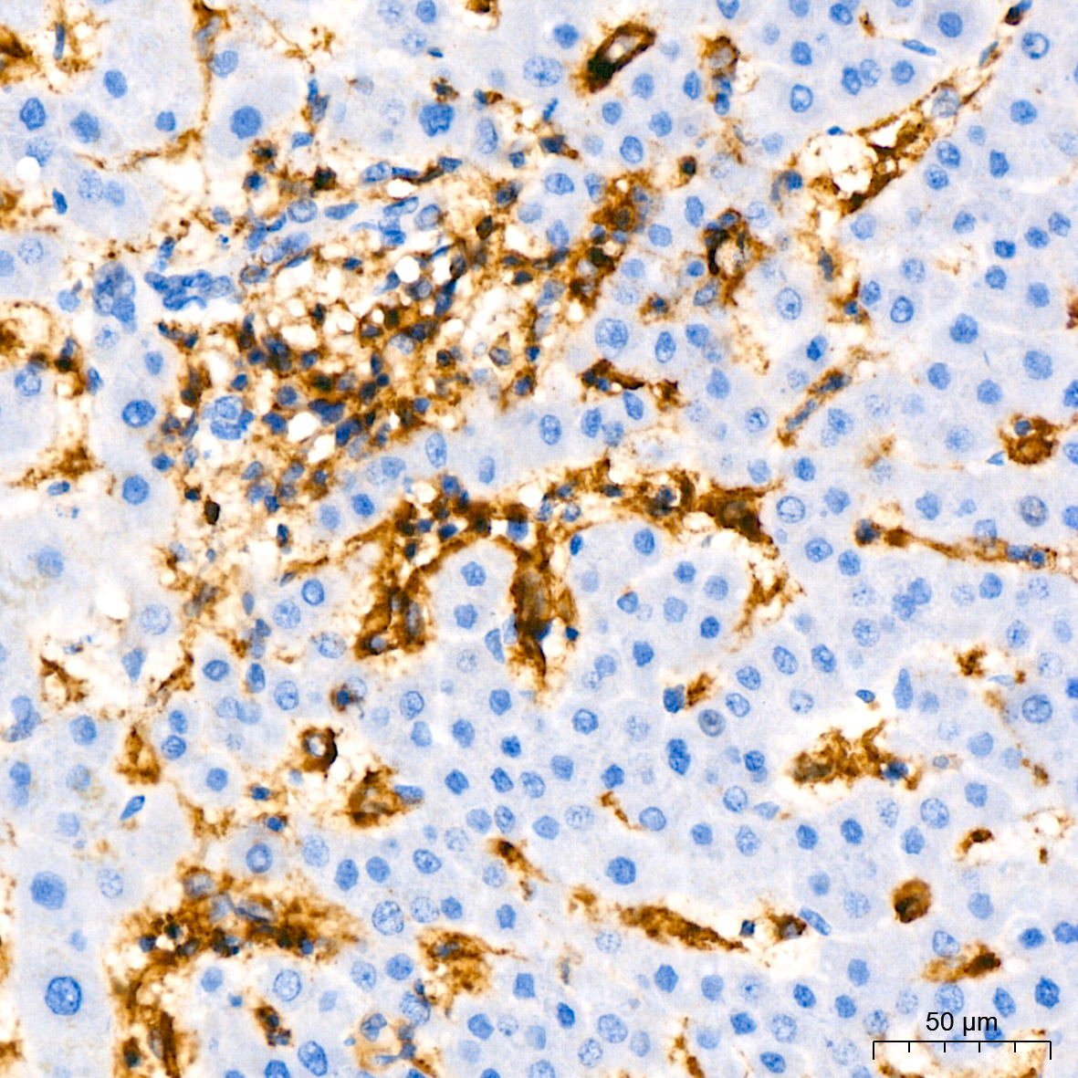 CD44 Rabbit Monoclonal Antibody - Image 2