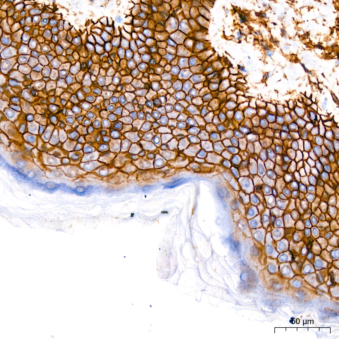 CD44 Rabbit Monoclonal Antibody - Image 3