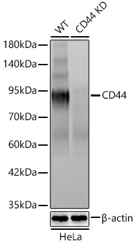 CD44 Rabbit Monoclonal Antibody