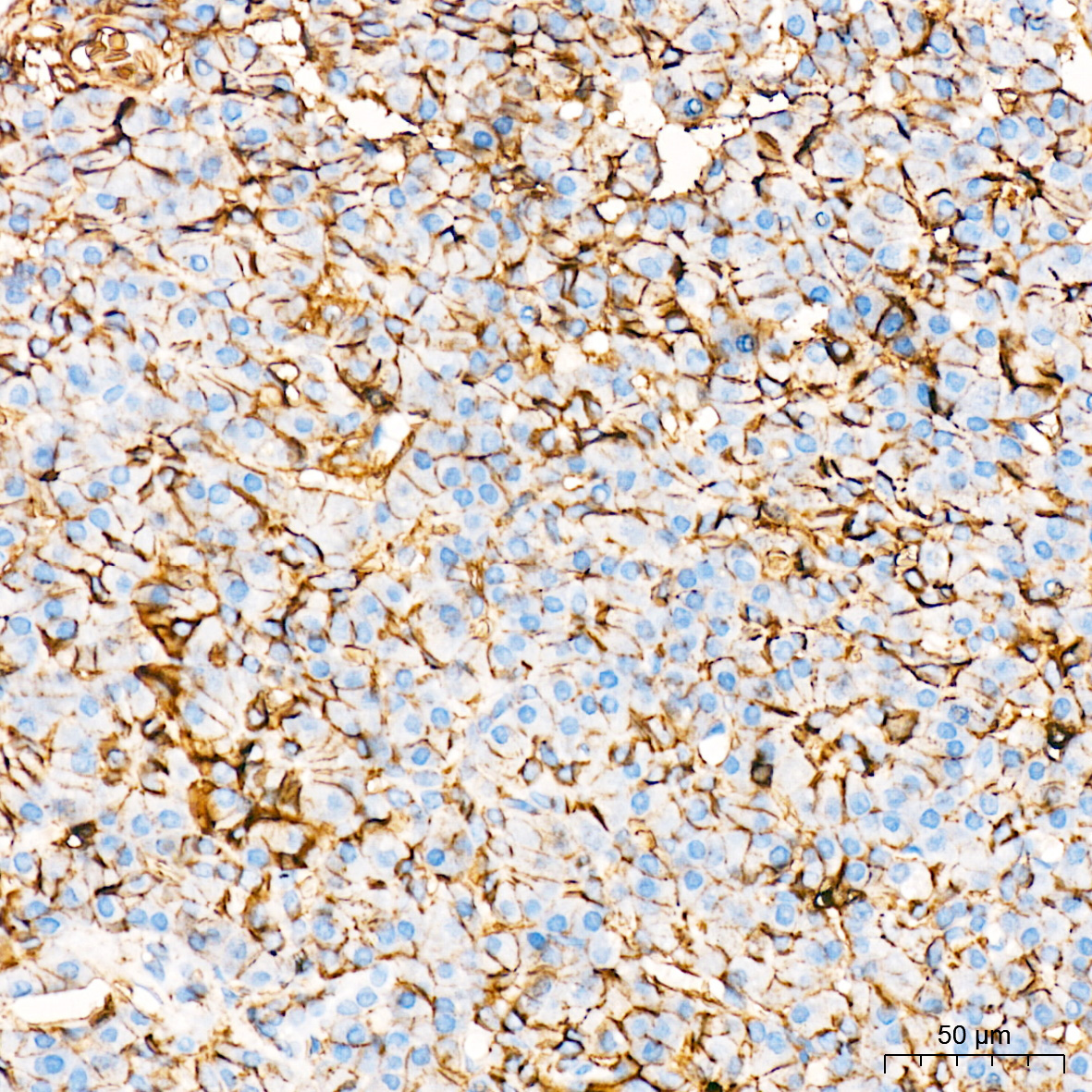CD44 Rabbit Monoclonal Antibody - Image 4