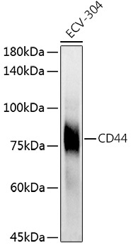 CD44 Rabbit Polyclonal Antibody