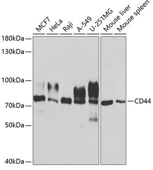 CD44 Rabbit Polyclonal Antibody